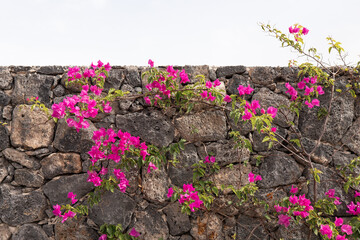 Vibrant bougainvillea flowers climbing on rustic stone wall in sunlight