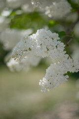 Purple lilac trees. Close-up shot