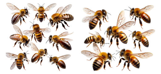 Detailed Collection of Honey Bees Isolated on Transparent Background, Isolated on Transparent Background