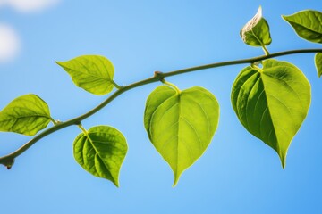 Fototapeta premium 青空の下で鮮やかな緑の葉が生い茂る様子を捉えた瞬間