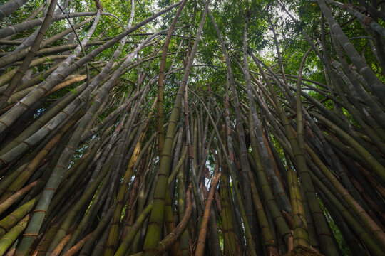 Dense and towering bamboo grove captured from below in Sri Lanka