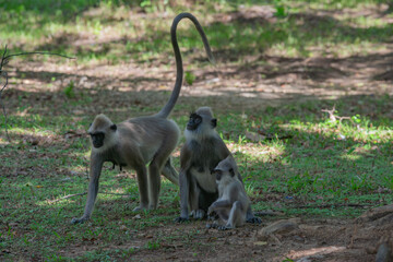 Grey langur family in lush greenery of Sri Lanka's wilderness