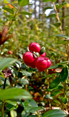 Cowberry and Lingonberry is a bright red wild berry. The berries are widely used in cooking, the leaves are used in medicine.
