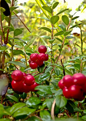 Cowberry and Lingonberry is a bright red wild berry. The berries are widely used in cooking, the leaves are used in medicine.
