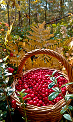 Cowberry and Lingonberry is a bright red wild berry. The berries are widely used in cooking, the leaves are used in medicine.
