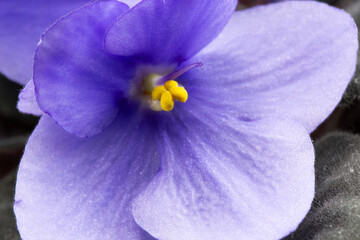 Obraz premium close up of violets 