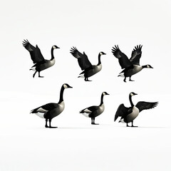 Naklejka premium Group of Ducks Vector silhouettes.
