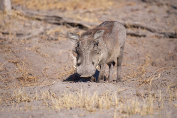 African Pig (Warthog) grazing at a Moremi national park in Africa, Botswana