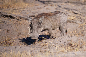 African Pig (Warthog) grazing at a Moremi national park in Africa, Botswana