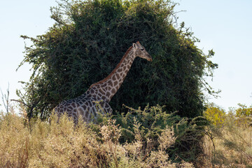 The giraffe is an African artiodactyl mammal, the tallest living terrestrial animal and the largest ruminant. Botswana, Moremi reserve