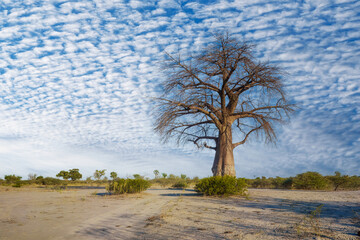 Sunset with African Baobab Tree in the wild. Adansonia digitata, also called upside-down tree,
