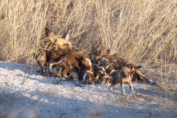 African Wild Dog, Lycaon pictus, african painted dog  staring directly at camera. Moremi game reserve, Botswana. Low angle photo, african wildlife theme.