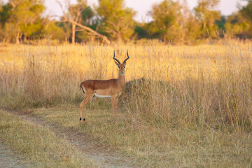 Impala Antelopes jumping in the Moremi National Park, Botswana, closeup, portrait, 4K resolution
