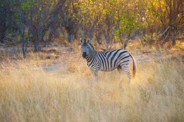 Zebras in the bushland near the Khwai North Gate Campsite at a glowing sunset, Moremi National Park, Okavango Delta, Botswana