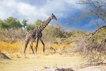 The giraffe is an African artiodactyl mammal, the tallest living terrestrial animal and the largest...