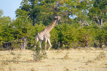 The giraffe is an African artiodactyl mammal, the tallest living terrestrial animal and the largest ruminant. Botswana, Moremi reserve
