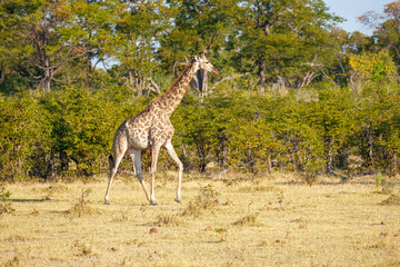 The giraffe is an African artiodactyl mammal, the tallest living terrestrial animal and the largest ruminant. Botswana, Moremi reserve