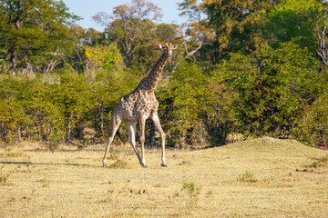 The giraffe is an African artiodactyl mammal, the tallest living terrestrial animal and the largest...