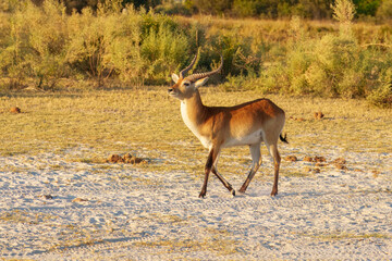 Lechwe, Kobus leche, antelope in the golden grass wetlands. Lechve running in the river water, Okavango delta, Botswana in Africa. Wildlife scene from nature. 
