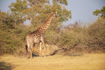 The giraffe is an African artiodactyl mammal, the tallest living terrestrial animal and the largest...