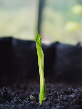 Young seedling emerging from rich soil