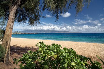 tropical beach with palm trees