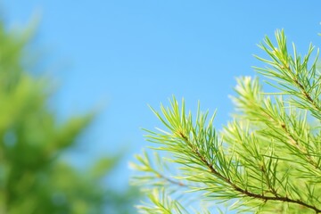青空の下で静かに揺れる新緑の葉
