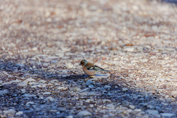 Common chaffinch foraging on gravel path, Augsburg, Siebenbrunn, Germany, March 17, 2025