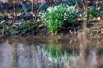 Snowdrops reflecting in forest stream in spring, Augsburg, Siebenbrunn, Germany, March 17, 2025