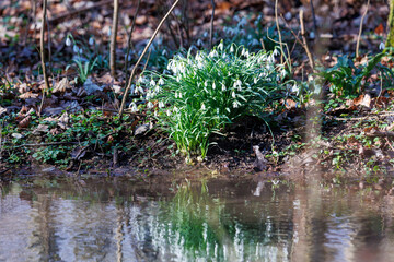 Snowdrops reflecting in forest stream in spring, Augsburg, Siebenbrunn, Germany, March 17, 2025