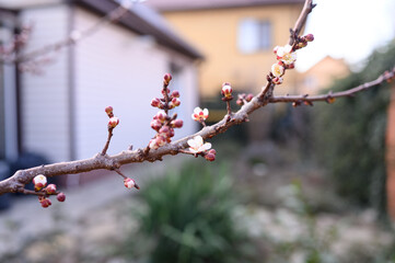 Swelling buds on a tree on the background of a house. Blossom. Spring.