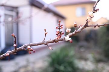 Swelling buds on a tree on the background of a house. Blossom. Spring.