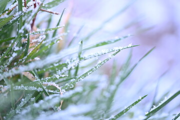 grass and snow