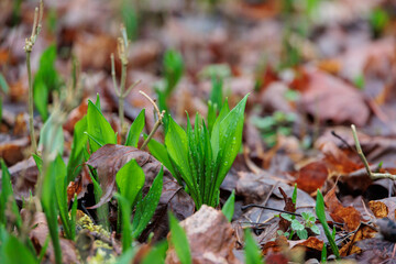 Fresh wild garlic leaves emerging from forest floor, Augsburg, Siebenbrunn, Germany, March 14, 2025