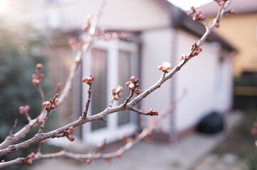 Swelling buds on a tree on the background of a house. Blossom. Spring.