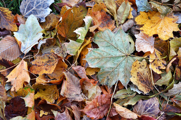Dry leaves on the ground in a beautiful autumn forest. autumn background, fallen leaves in a forest or park. Grove. selective soft focus. autumn colors, beautiful season. autumn season, first frosts