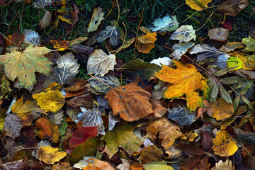 Dry leaves on the ground in a beautiful autumn forest. autumn background, fallen leaves in a forest or park. Grove. selective soft focus. autumn colors, beautiful season. autumn season, first frosts