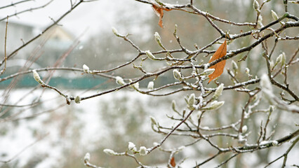 magnolia buds in ice. magnolia branch in early spring, close-up. Magnolia buds after the first snow. isolated on natural blurred background. beauty of nature. autumn park. cold season. selective focus