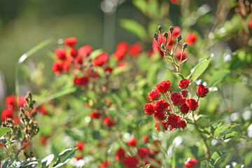 bush of tender red rose on a green background. Red roses in the sun, blooming roses in the park, for a designer, a festive bouquet for a postcard, roses in a botanical garden