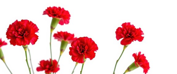 Fototapeta premium Several vibrant red carnations, isolated against a pure white backdrop, color, floral