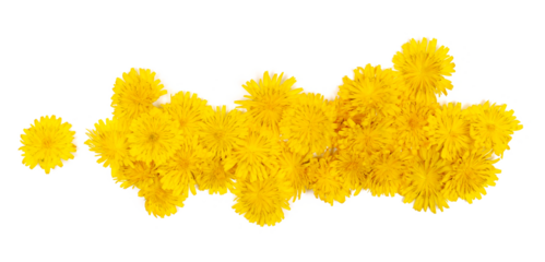  Dandelion flowers line isolated on white, Taraxacum officinale, clipping path