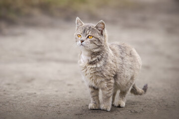 Gray striped cat walks on a leash on green grass outdoors...