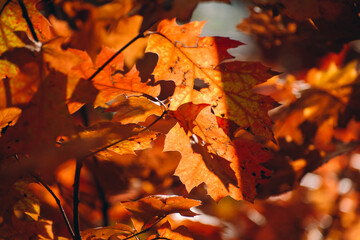 Golden Autumn Leaves
