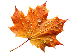 Fototapeta premium orange autumnal maple isolated on white background.PNG