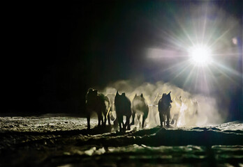 Dogsled team during Iditarod race at night