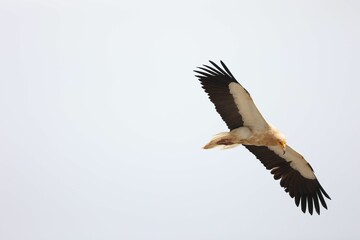Greifvogel II