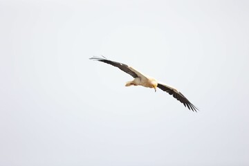 Greifvogel I