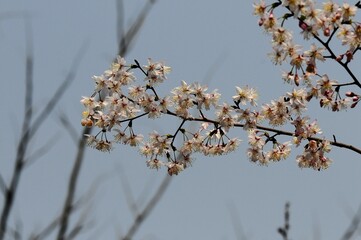cherry blossom in spring time with blue sky background