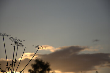 sunrise over the field