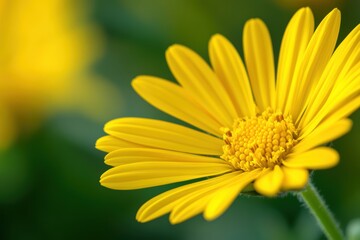 Fototapeta premium 鮮やかな黄色の花が青々とした背景の中で際立つ瞬間